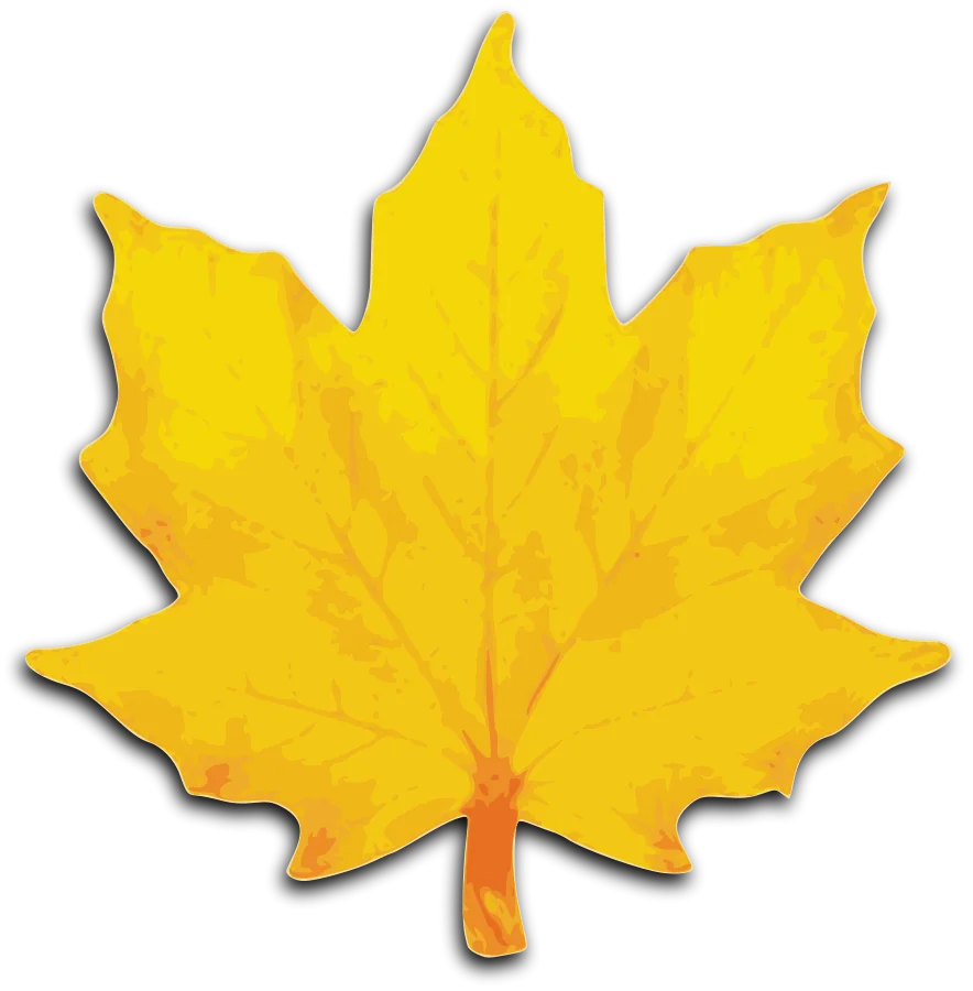 Bright Golden Maple Leaf Clipart - Autumn Season Nature Illustration