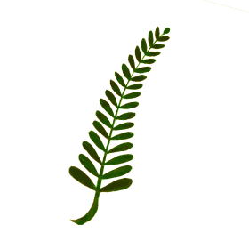 Elegant Green Fern Leaf Botanical Clipart Illustration with Delicate Fronds