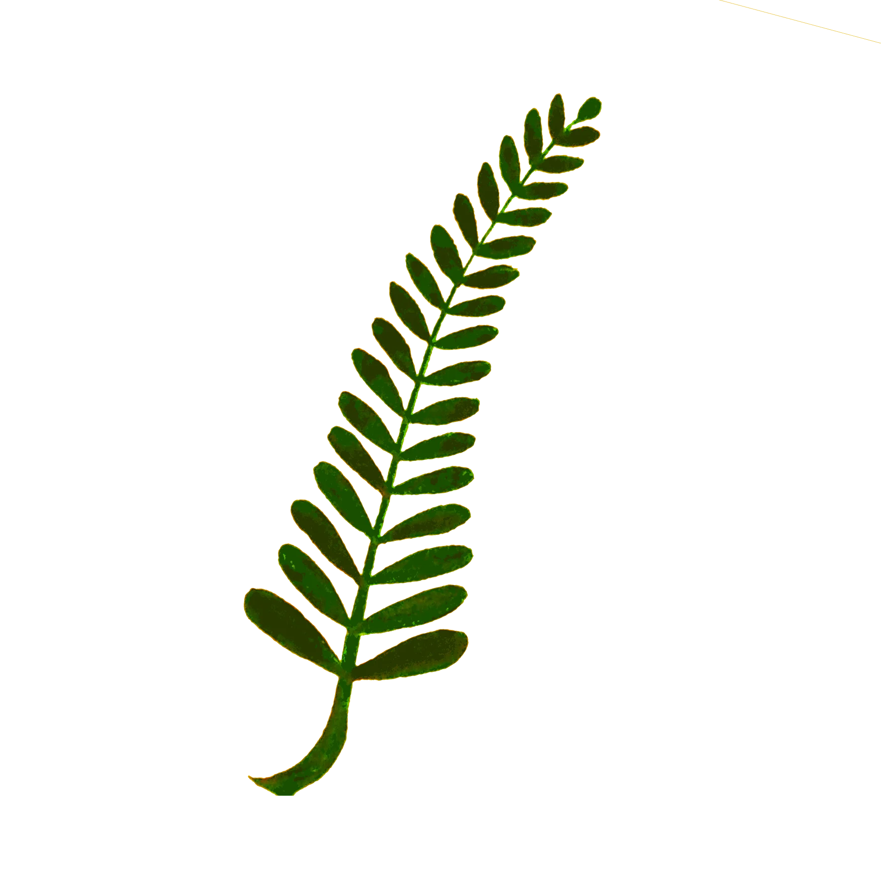 Elegant Green Fern Leaf Botanical Clipart Illustration with Delicate Fronds