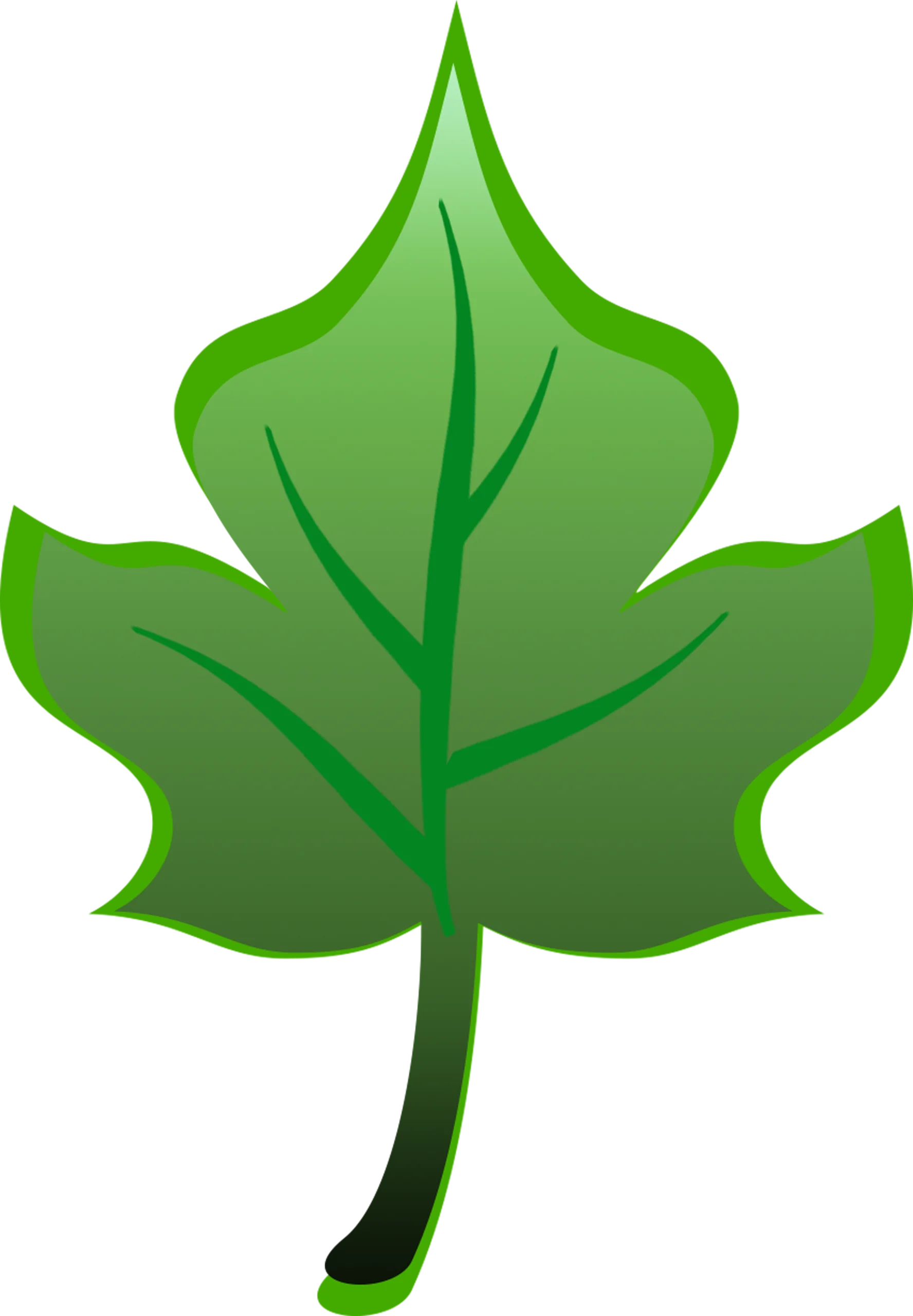 Elegant Green Leaf Clipart with Pointed Edges and Natural Venation Design
