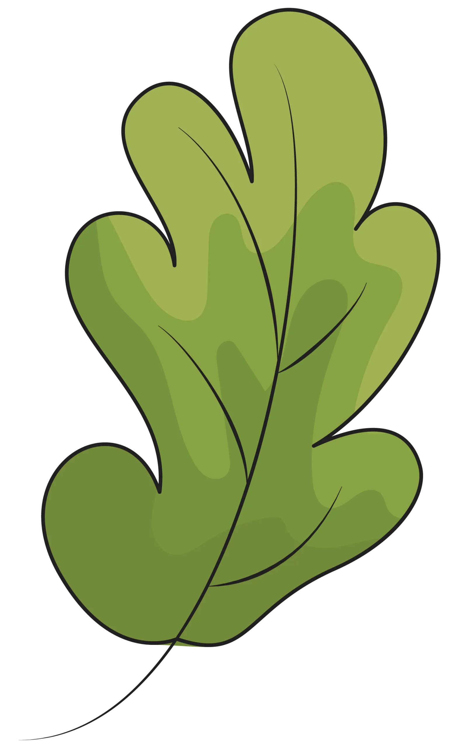 Elegant Green Oak Leaf Clipart Illustration with Soft Shaded Edges