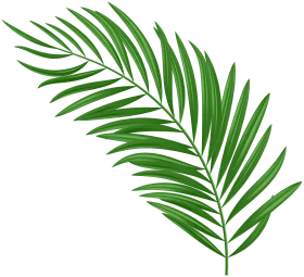 Elegant Green Palm Leaf Clipart - Tropical Botanical Illustration Design
