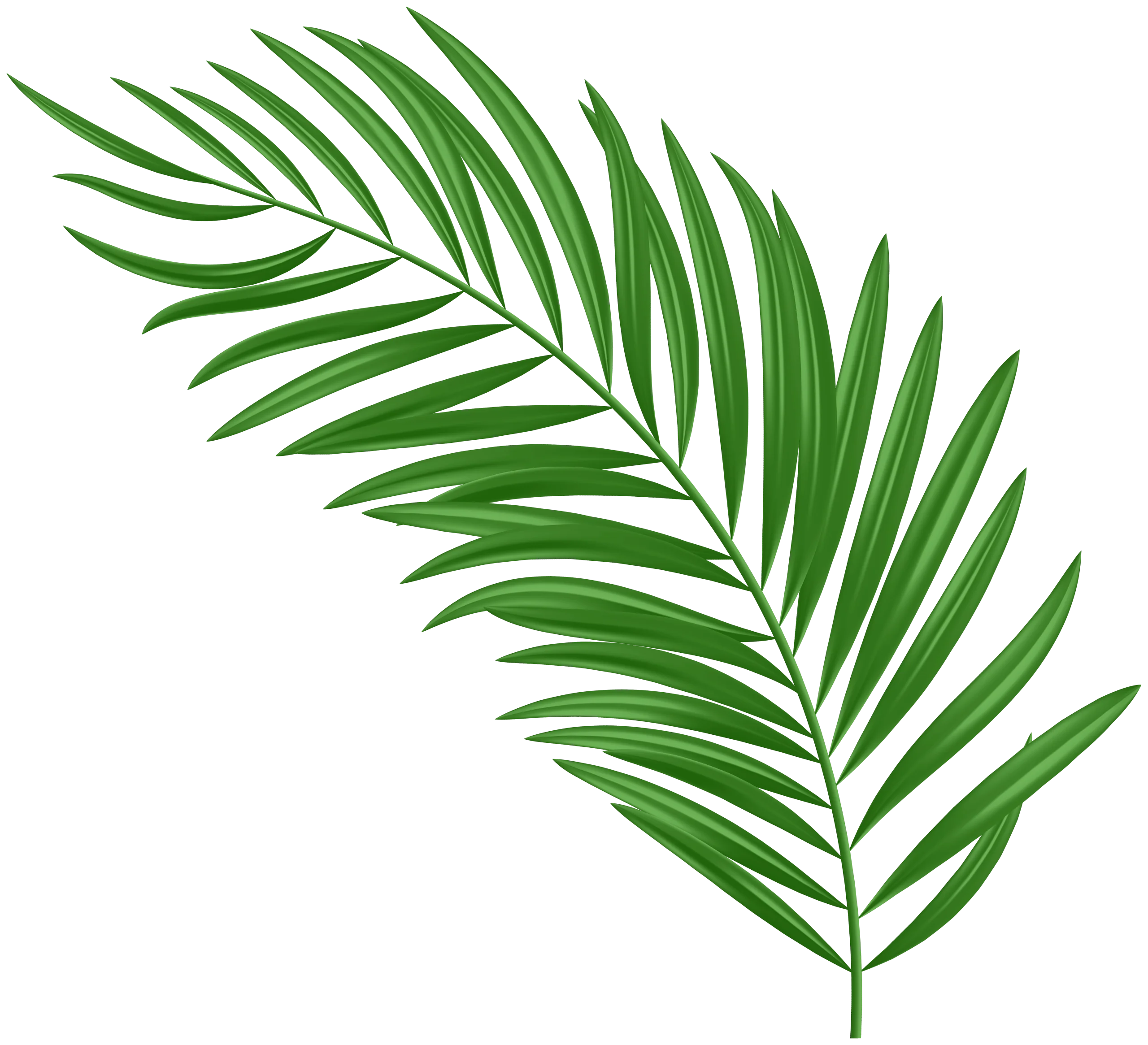 Elegant Green Palm Leaf Clipart - Tropical Botanical Illustration Design