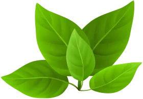Fresh Green Botanical Leaf Arrangement Clipart Illustration Design