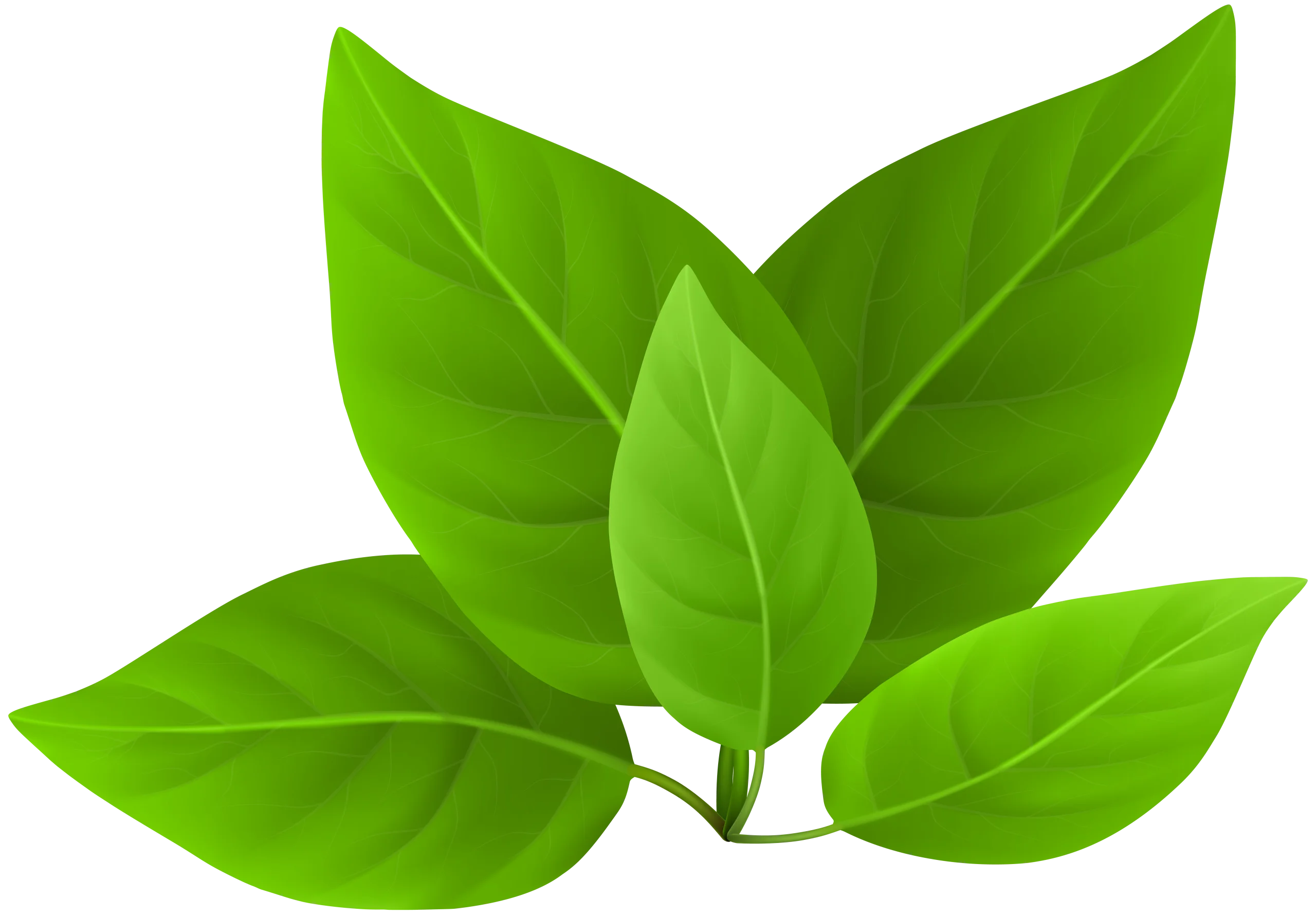 Fresh Green Botanical Leaf Arrangement Clipart Illustration Design