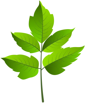 Fresh Green Botanical Leaf Clipart with Detailed Serrated Edges and Natural Veins