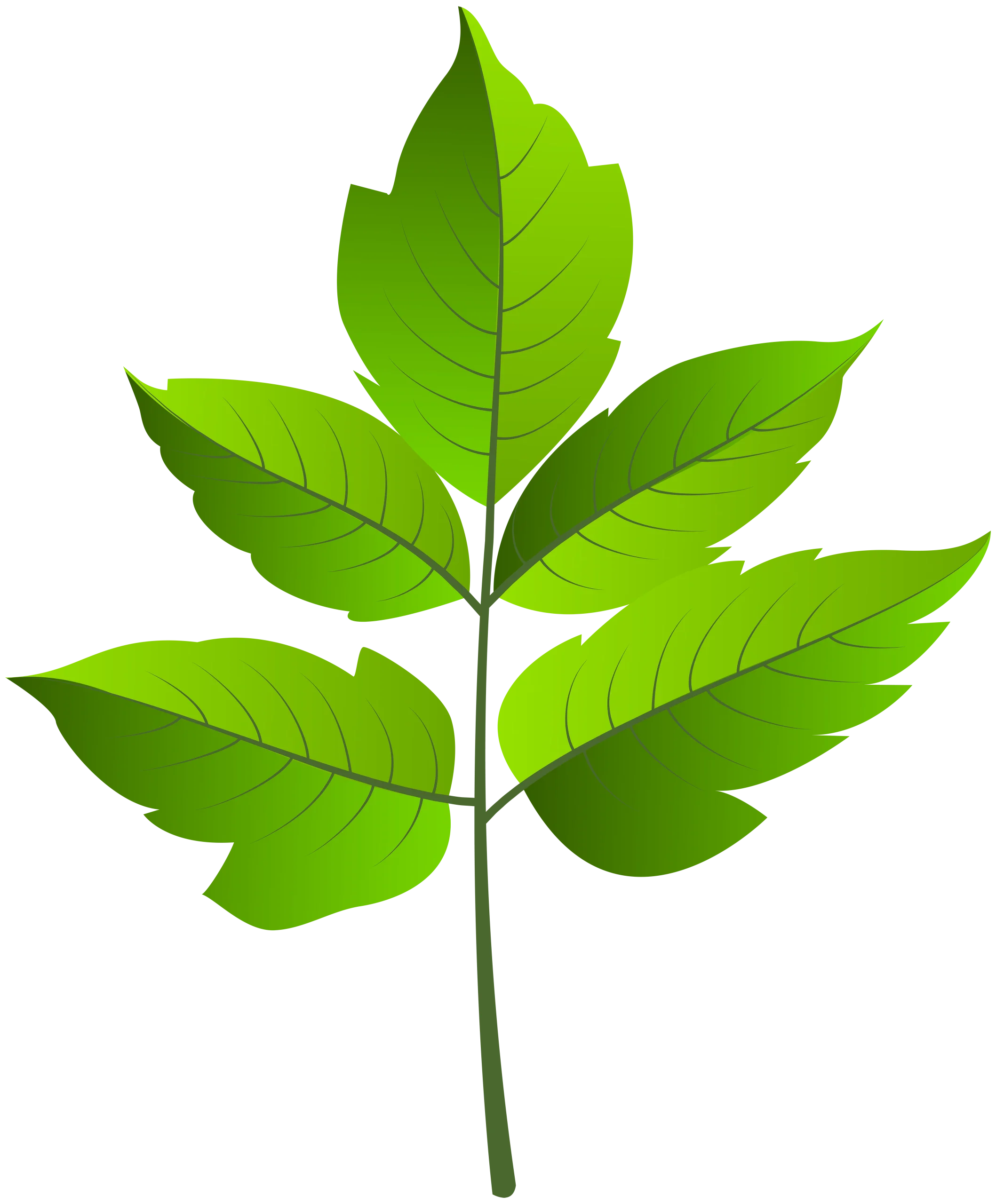 Fresh Green Botanical Leaf Clipart with Detailed Serrated Edges and Natural Veins