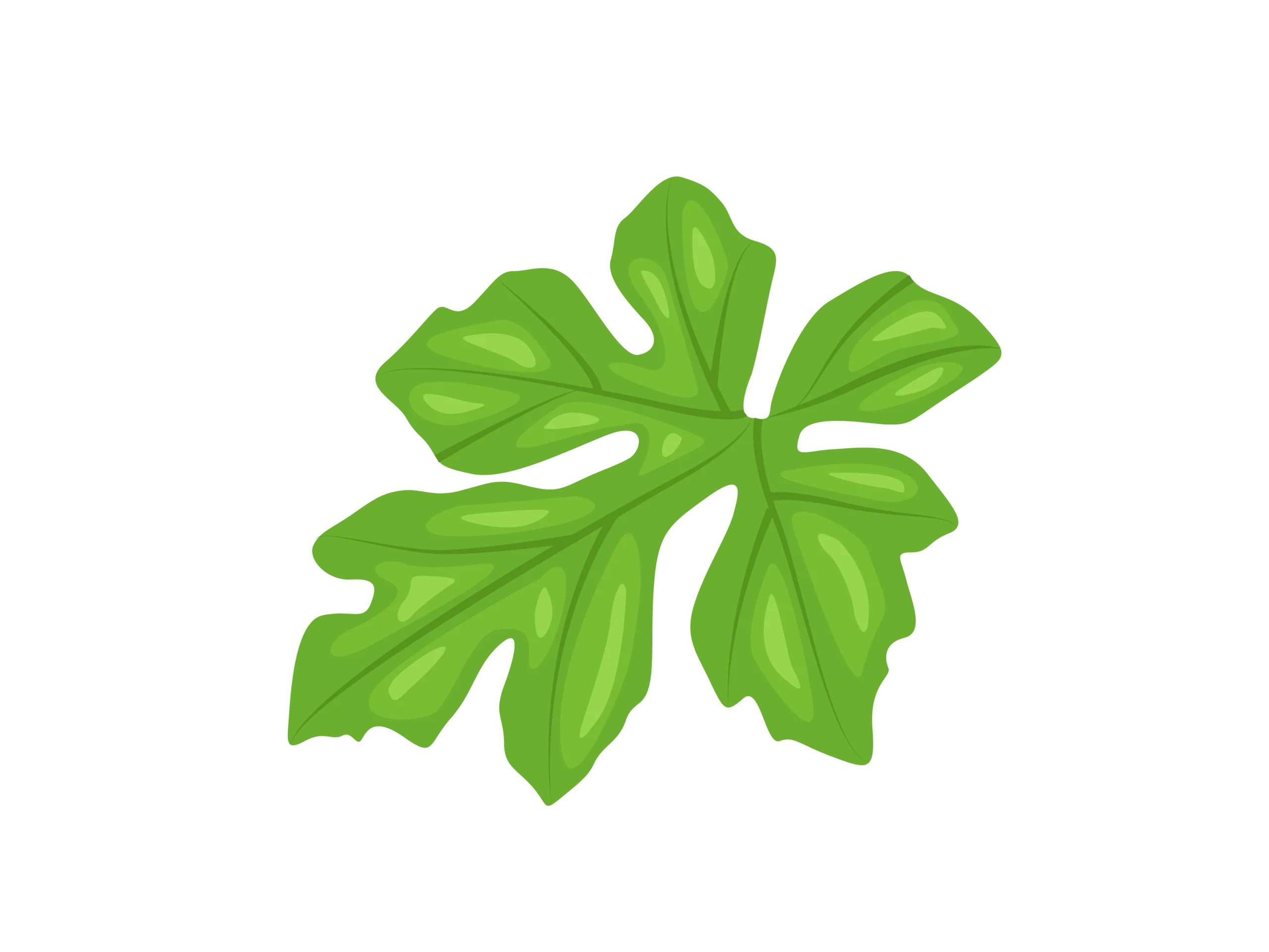 Fresh Green Five-Lobed Botanical Leaf Clipart Illustration Design