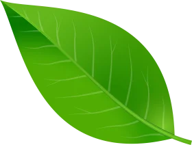 Fresh Green Leaf Clipart Illustration with Detailed Veins and Natural Shading