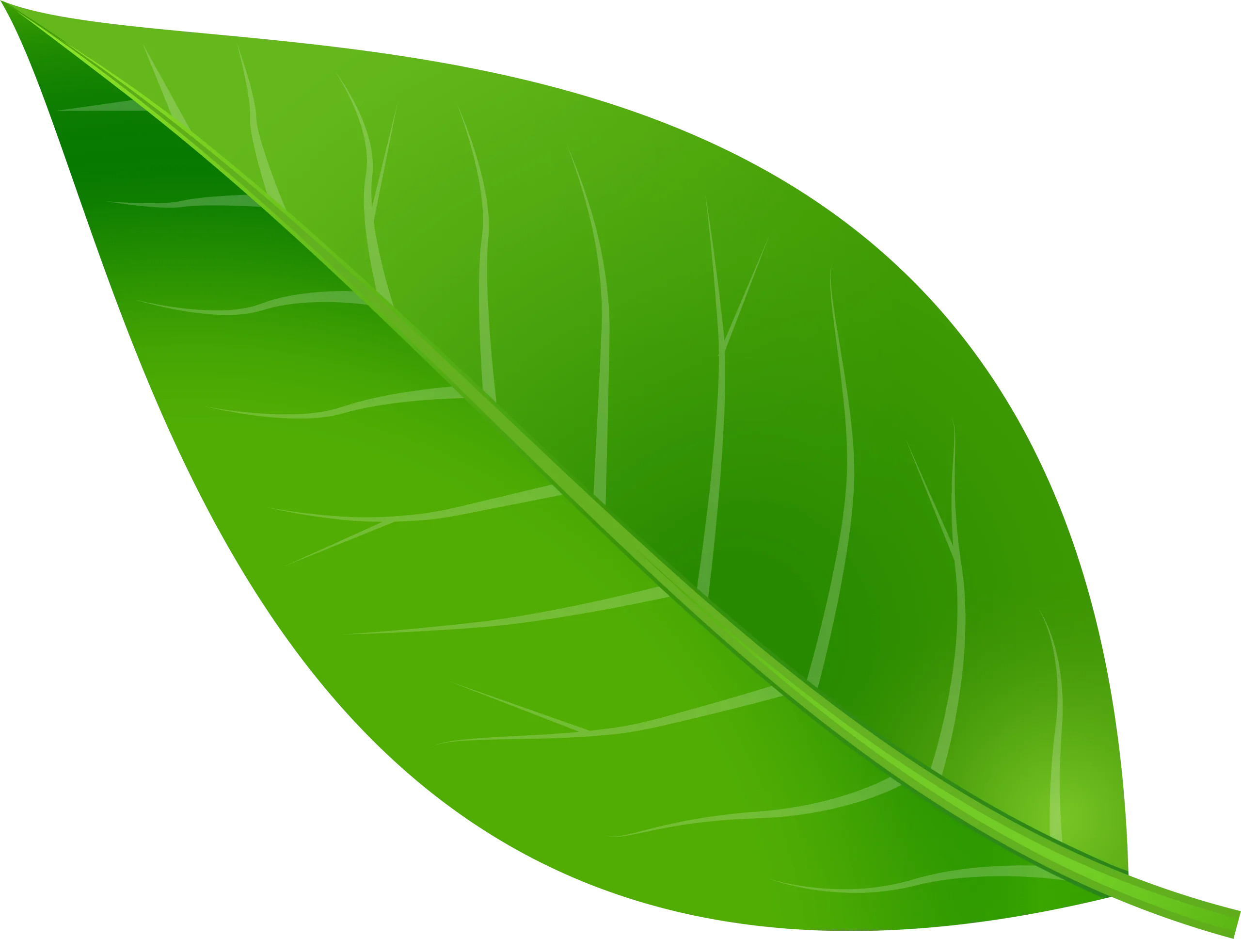 Fresh Green Leaf Clipart Illustration with Detailed Veins and Natural Shading