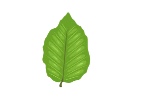 Fresh Green Leaf Clipart with Detailed Veins and Natural Texture Design
