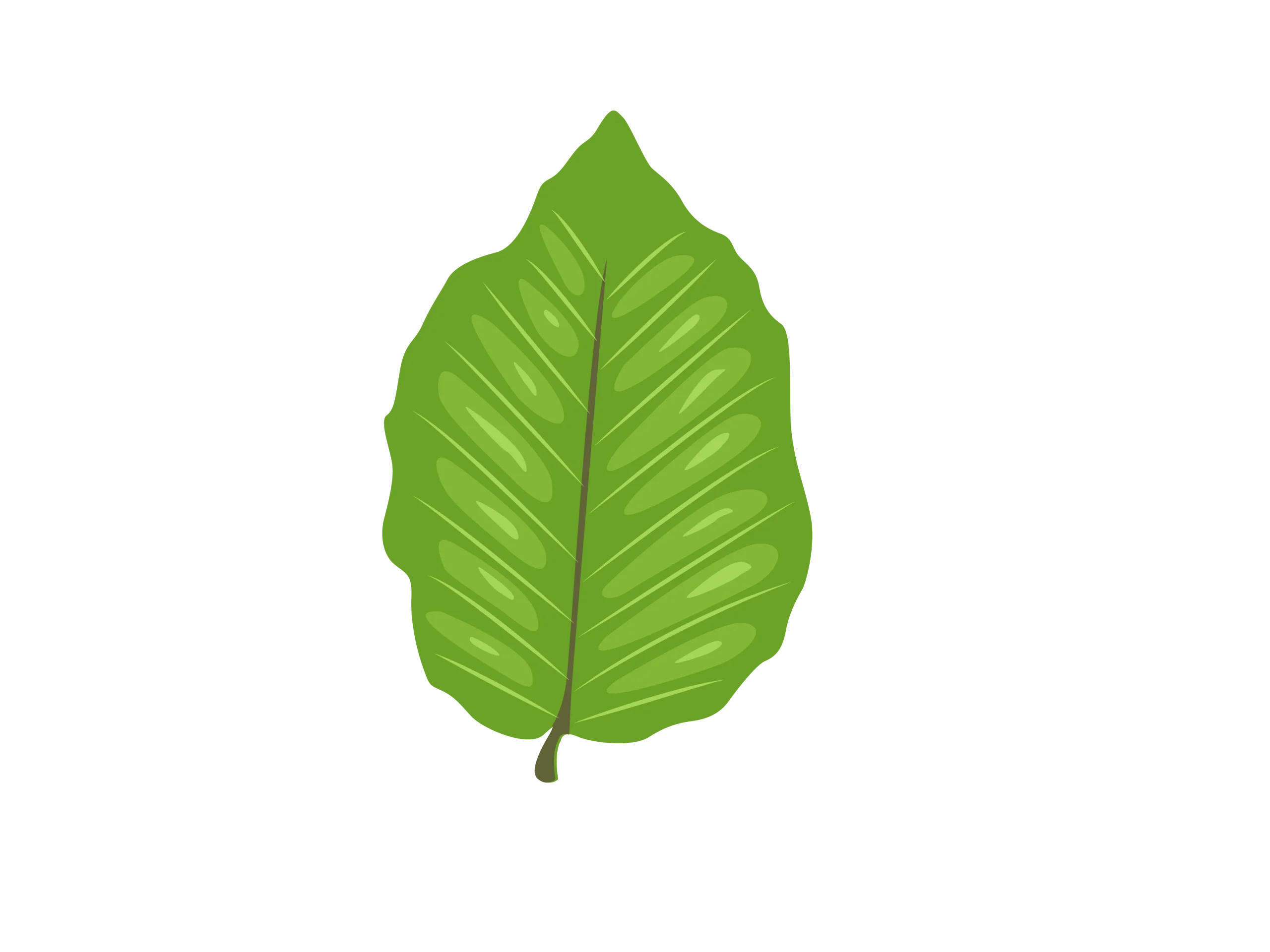 Fresh Green Leaf Clipart with Detailed Veins and Natural Texture Design