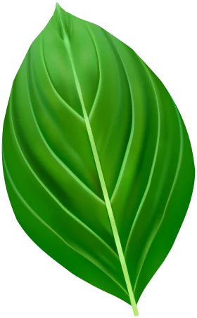 Lush Green Botanical Leaf Clipart with Detailed Vein Texture and Natural Shading