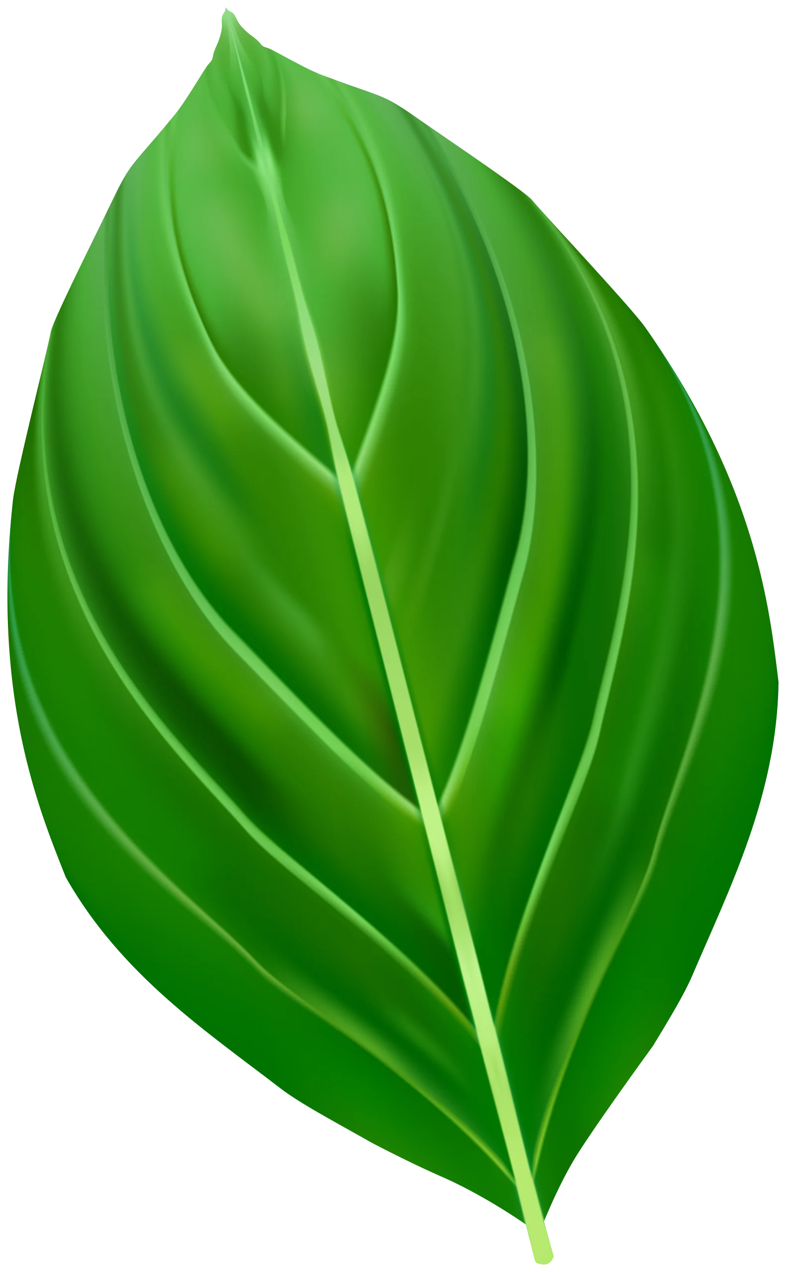 Lush Green Botanical Leaf Clipart with Detailed Vein Texture and Natural Shading