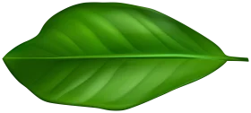 Lush Green Botanical Leaf Clipart with Detailed Vein Texture and Smooth Edges