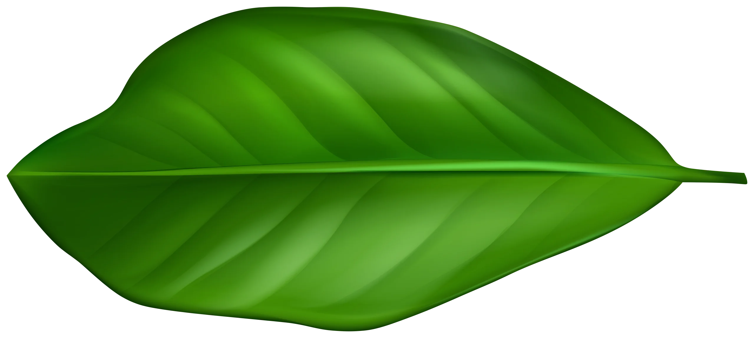 Lush Green Botanical Leaf Clipart with Detailed Vein Texture and Smooth Edges