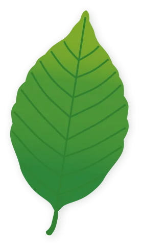 Simple Green Leaf Clipart Illustration with Detailed Vein Structure and Smooth Edges