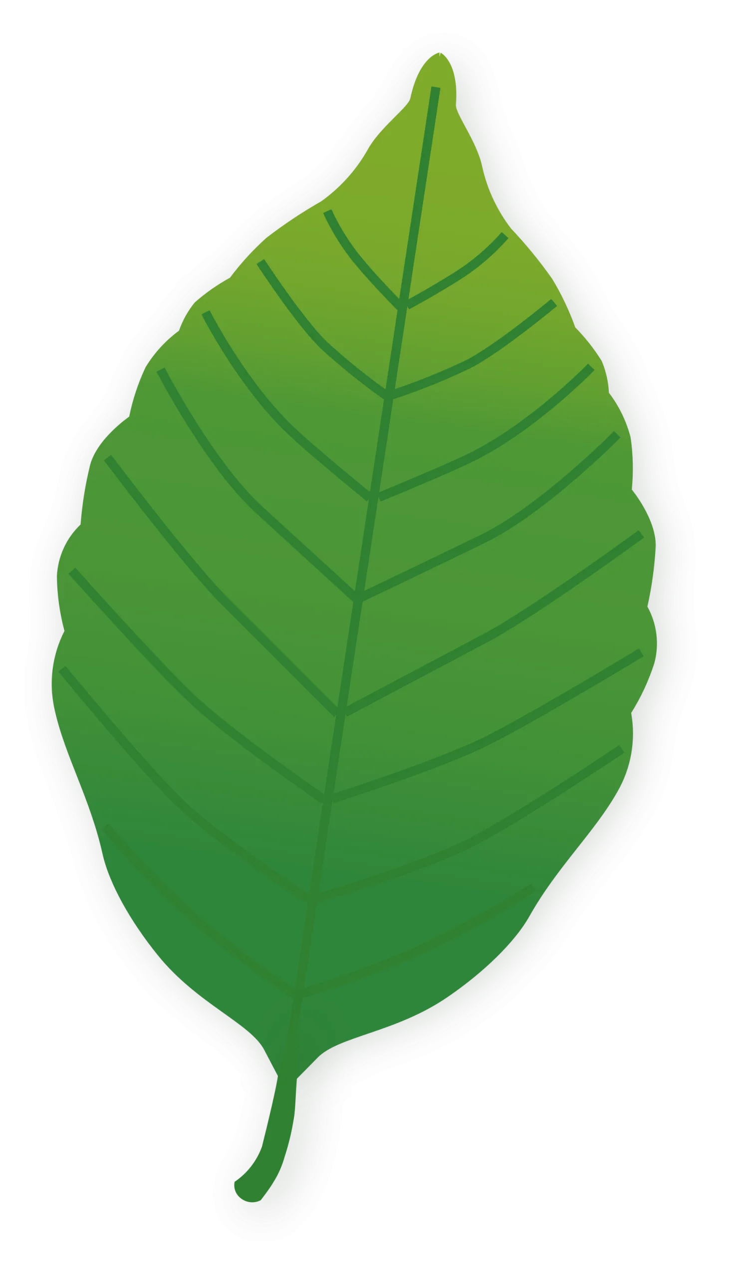 Simple Green Leaf Clipart Illustration with Detailed Vein Structure and Smooth Edges