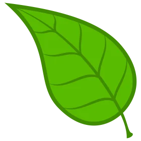 Simple Green Leaf Clipart with Delicate Veining and Natural Curved Shape