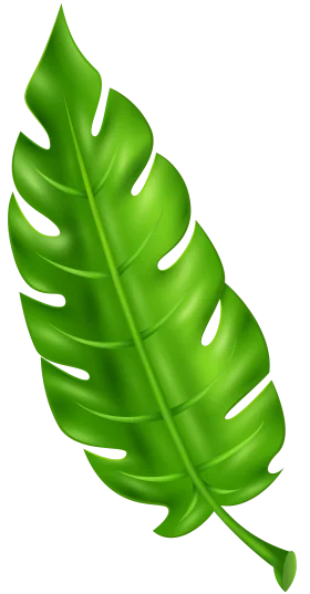 Tropical Monstera Leaf Clipart with Distinctive Serrated Edges and Glossy Texture