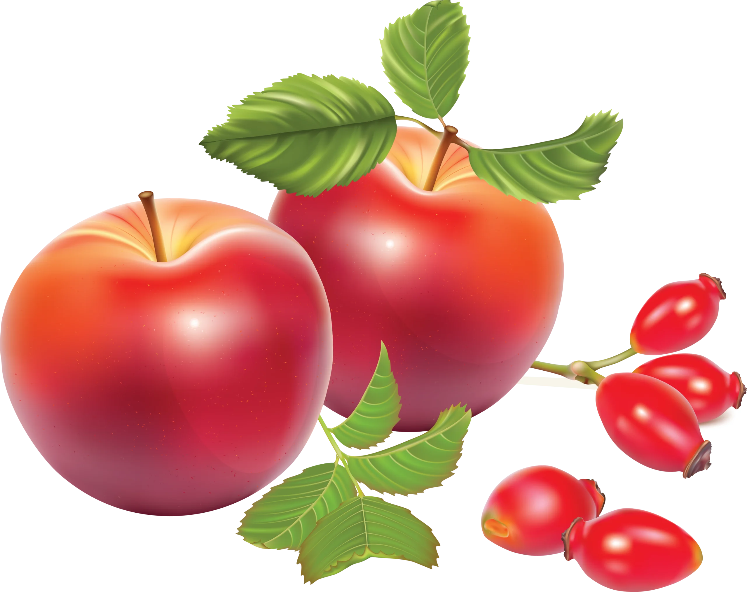 Fresh and Ripe Red Apples with Rose Hip Berries Realistic Clipart Design