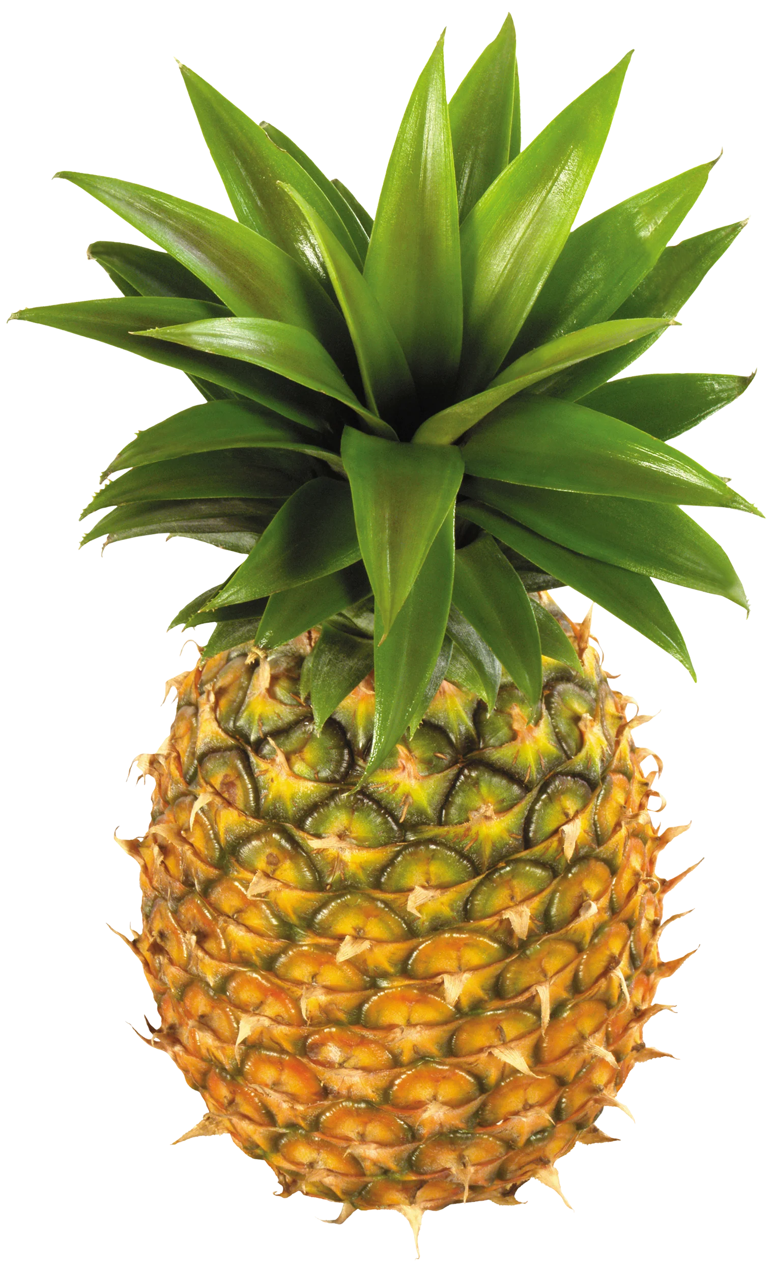Fresh Tropical Pineapple Clipart: Golden-Hued Fruit with Lush Green Crown