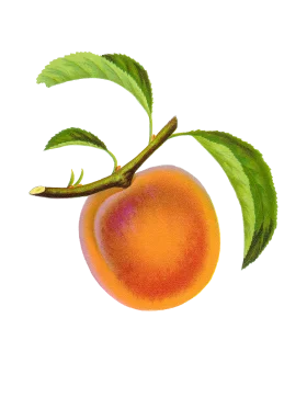 Luscious Peach Hanging from Branch: A Delightful Fruit Clipart Illustration