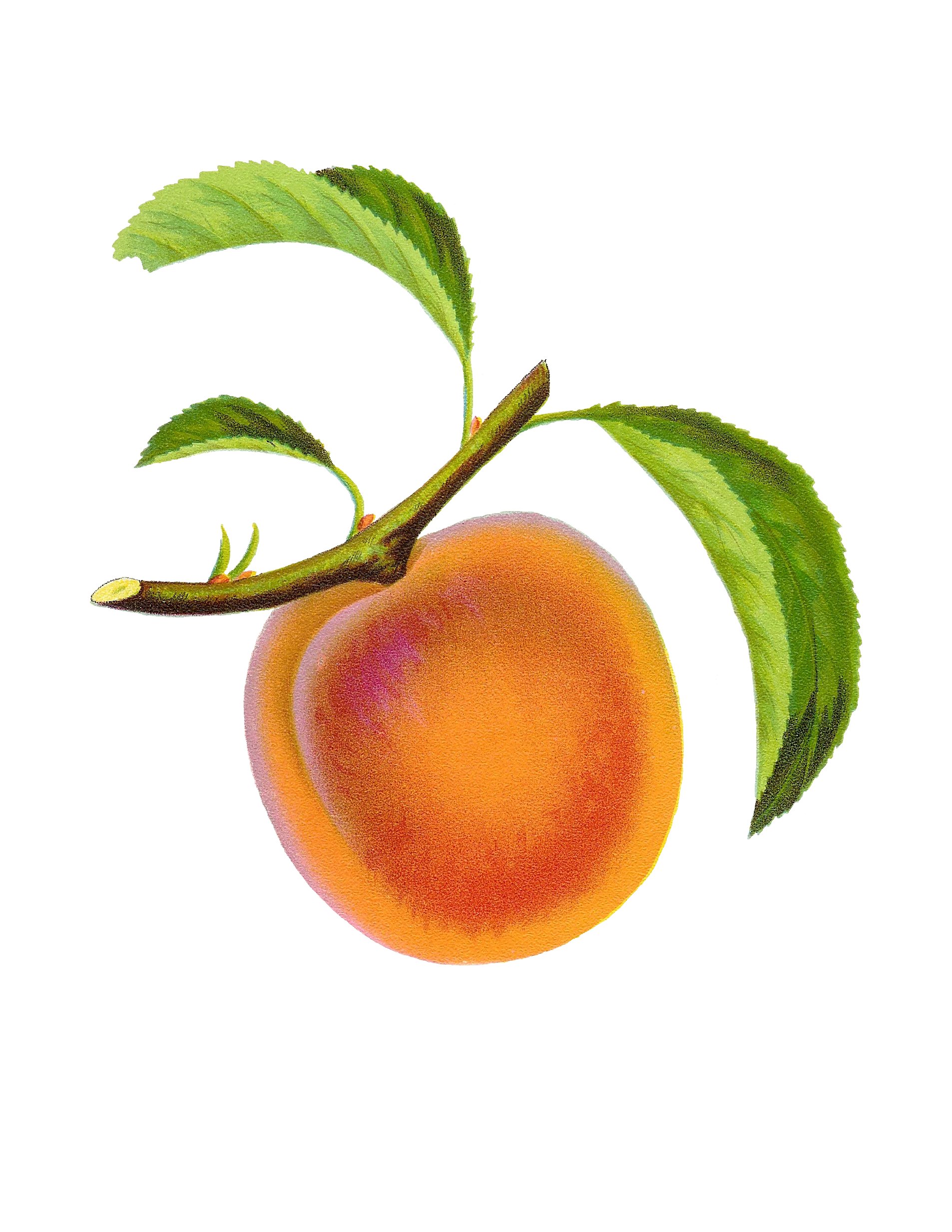 Luscious Peach Hanging from Branch: A Delightful Fruit Clipart Illustration