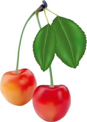 Luscious Summer Cherry Duo Hanging on Branch Realistic Fruit Clipart