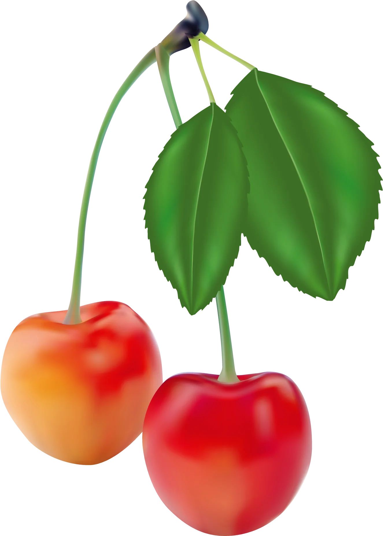 Luscious Summer Cherry Duo Hanging on Branch Realistic Fruit Clipart
