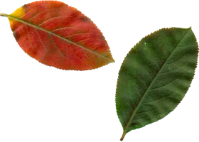 Autumn Leaf Transformation: An Animated Botanical Journey of Color Change
