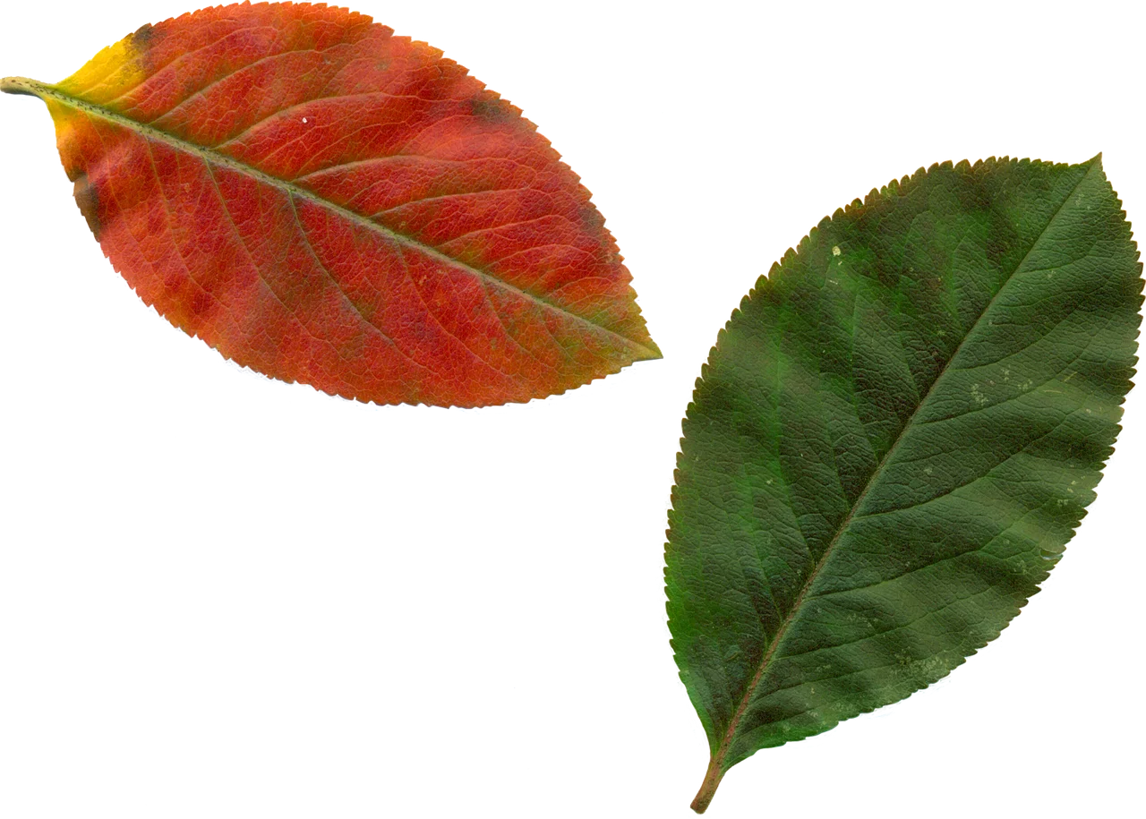 Autumn Leaf Transformation: An Animated Botanical Journey of Color Change