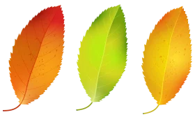 Autumnal Animation: Three Stylized Leaves in Gradient Color Spectrum