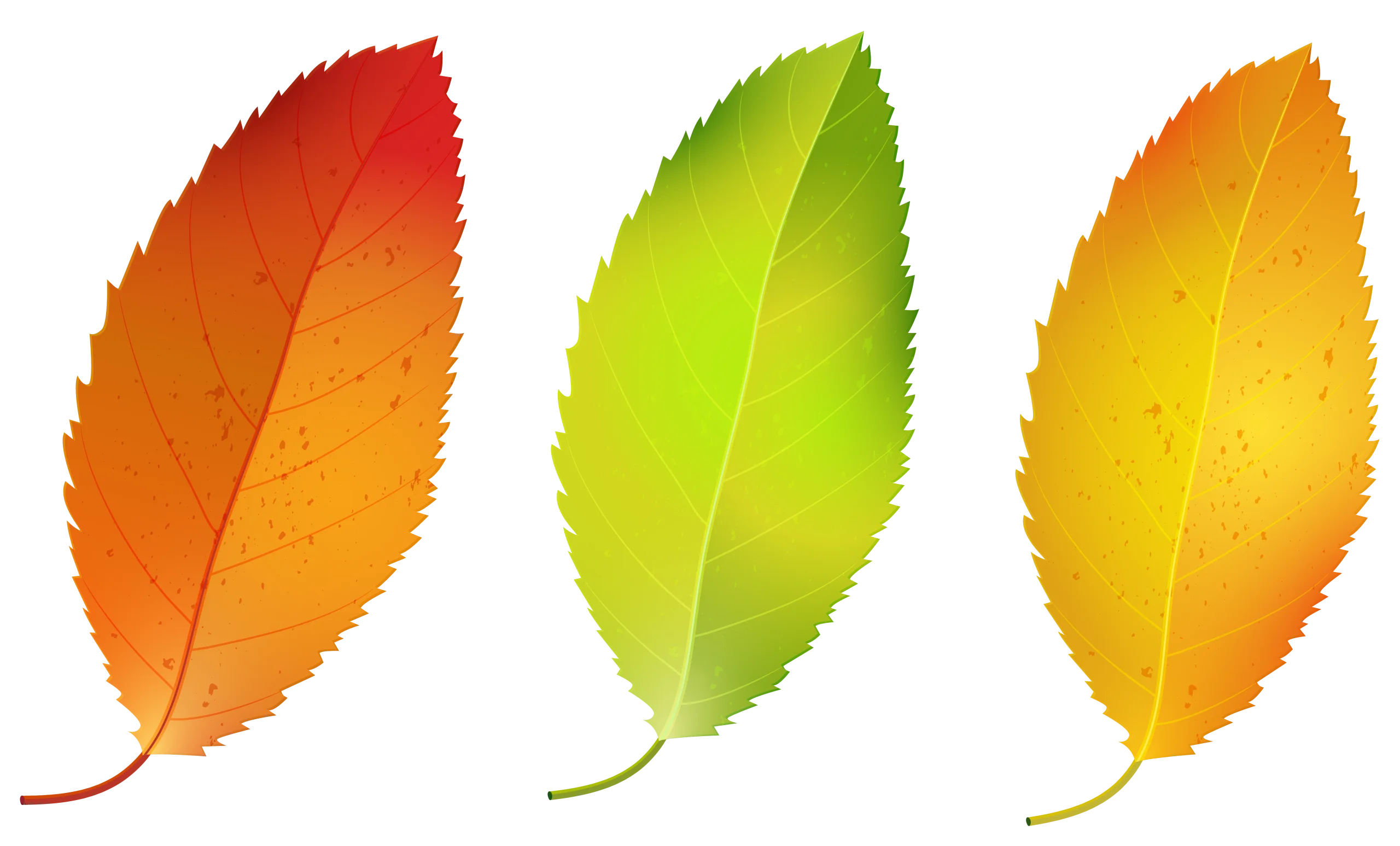 Autumnal Animation: Three Stylized Leaves in Gradient Color Spectrum