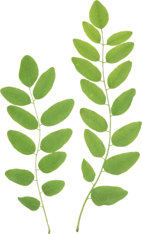 Elegant Green Botanical Leaves Animation Clipart Vector Design