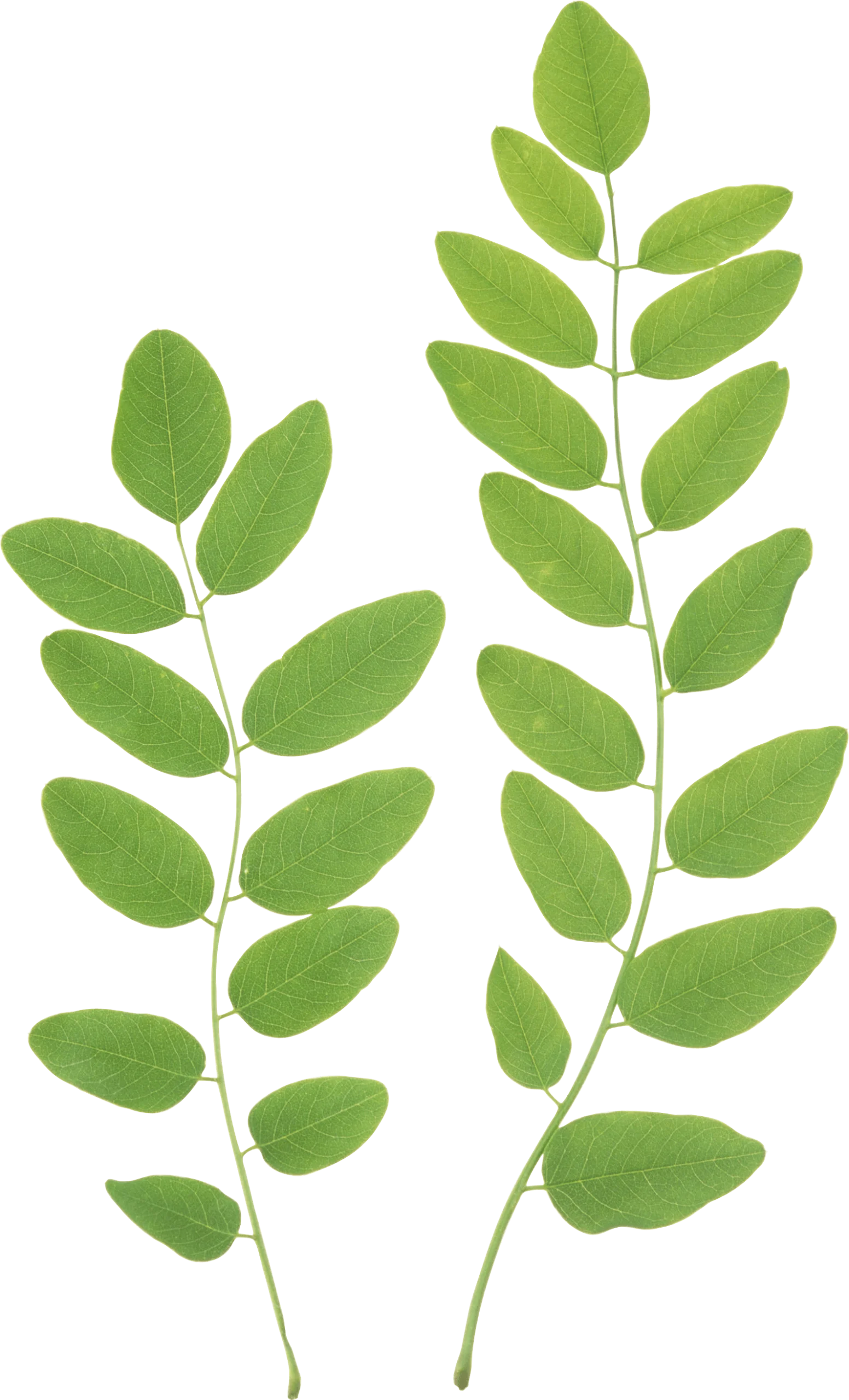 Elegant Green Botanical Leaves Animation Clipart Vector Design