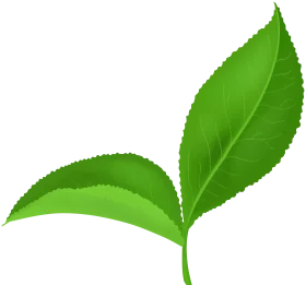 Elegant Green Leaf Animation Clipart with Soft Natural Edges