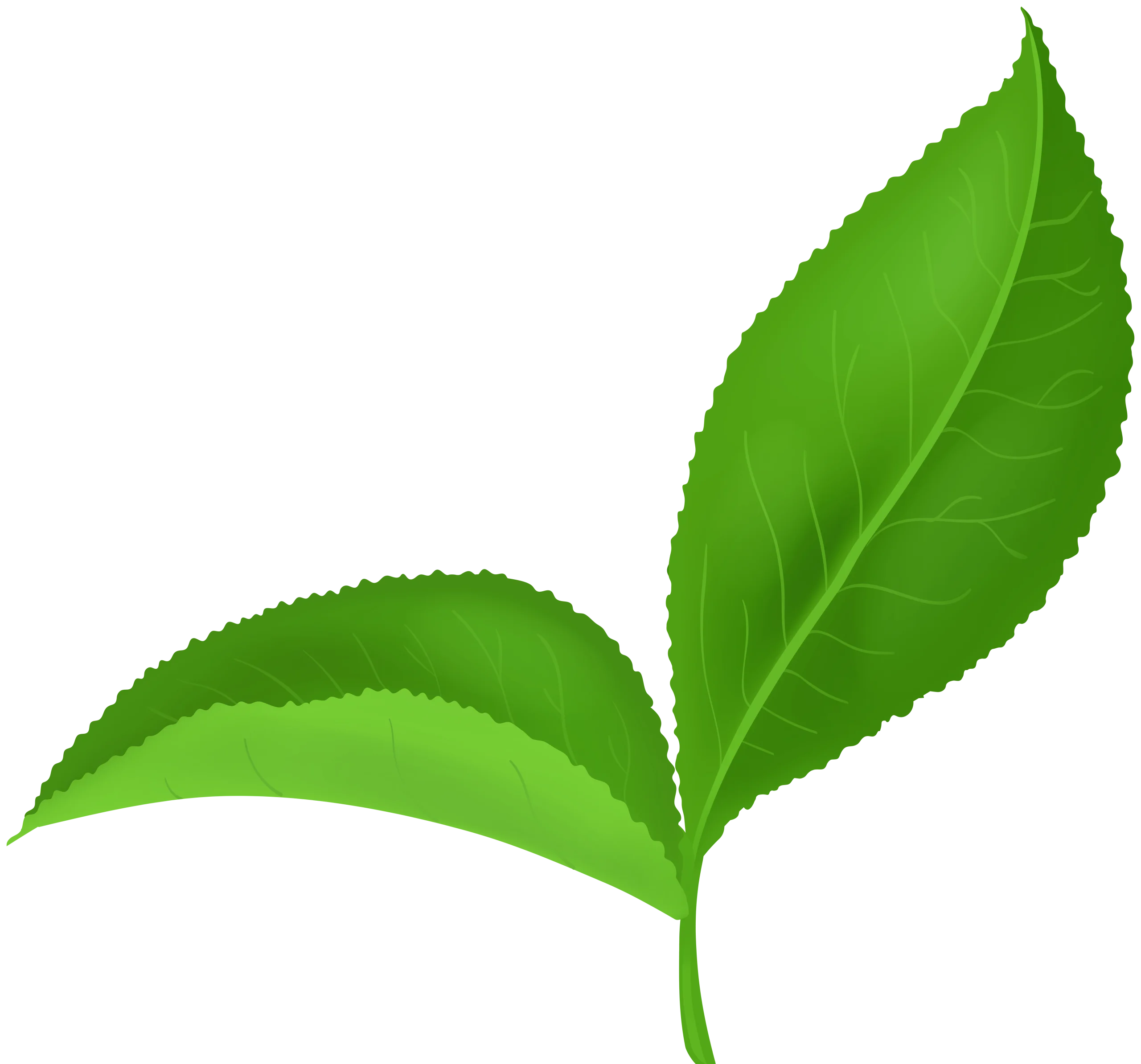 Elegant Green Leaf Animation Clipart with Soft Natural Edges