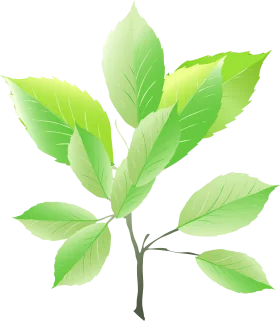 Elegant Green Leaf Branch Animation Botanical Illustration Clipart Design