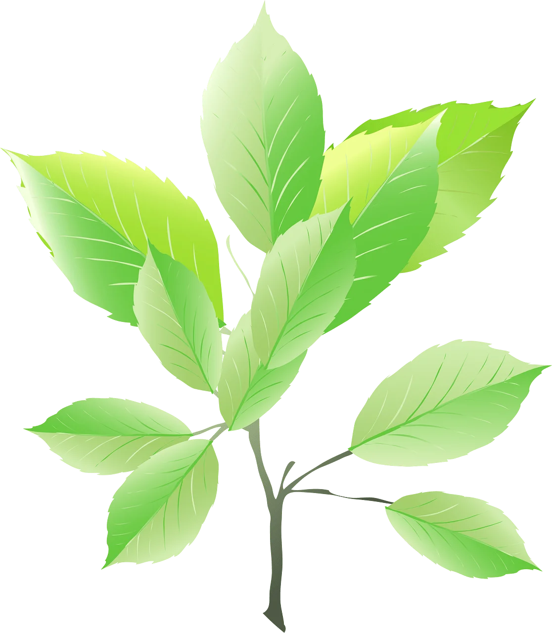 Elegant Green Leaf Branch Animation Botanical Illustration Clipart Design