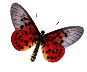 Exotic Red and Silver Butterfly Clipart with Intricate Wing Patterns