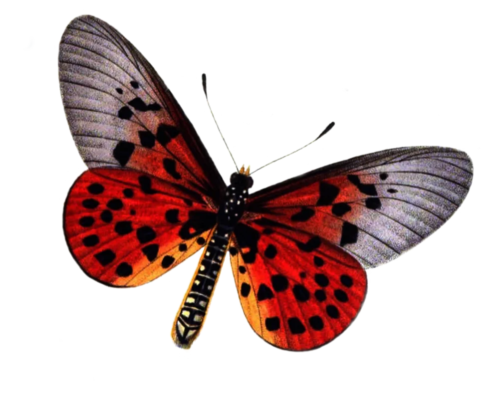 Exotic Red and Silver Butterfly Clipart with Intricate Wing Patterns