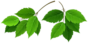 Fresh Green Botanical Leaves Animation Clipart Collection