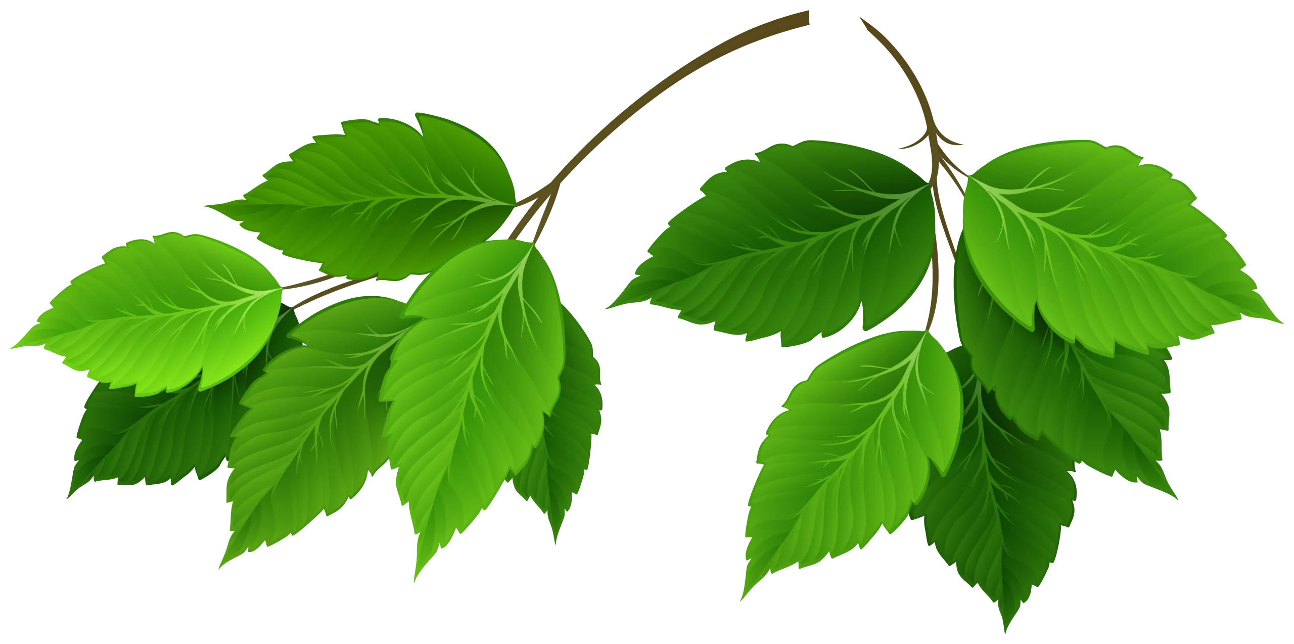 Fresh Green Botanical Leaves Animation Clipart Collection