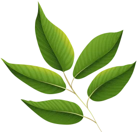 Fresh Green Botanical Leaves Animation Graphic Design Element