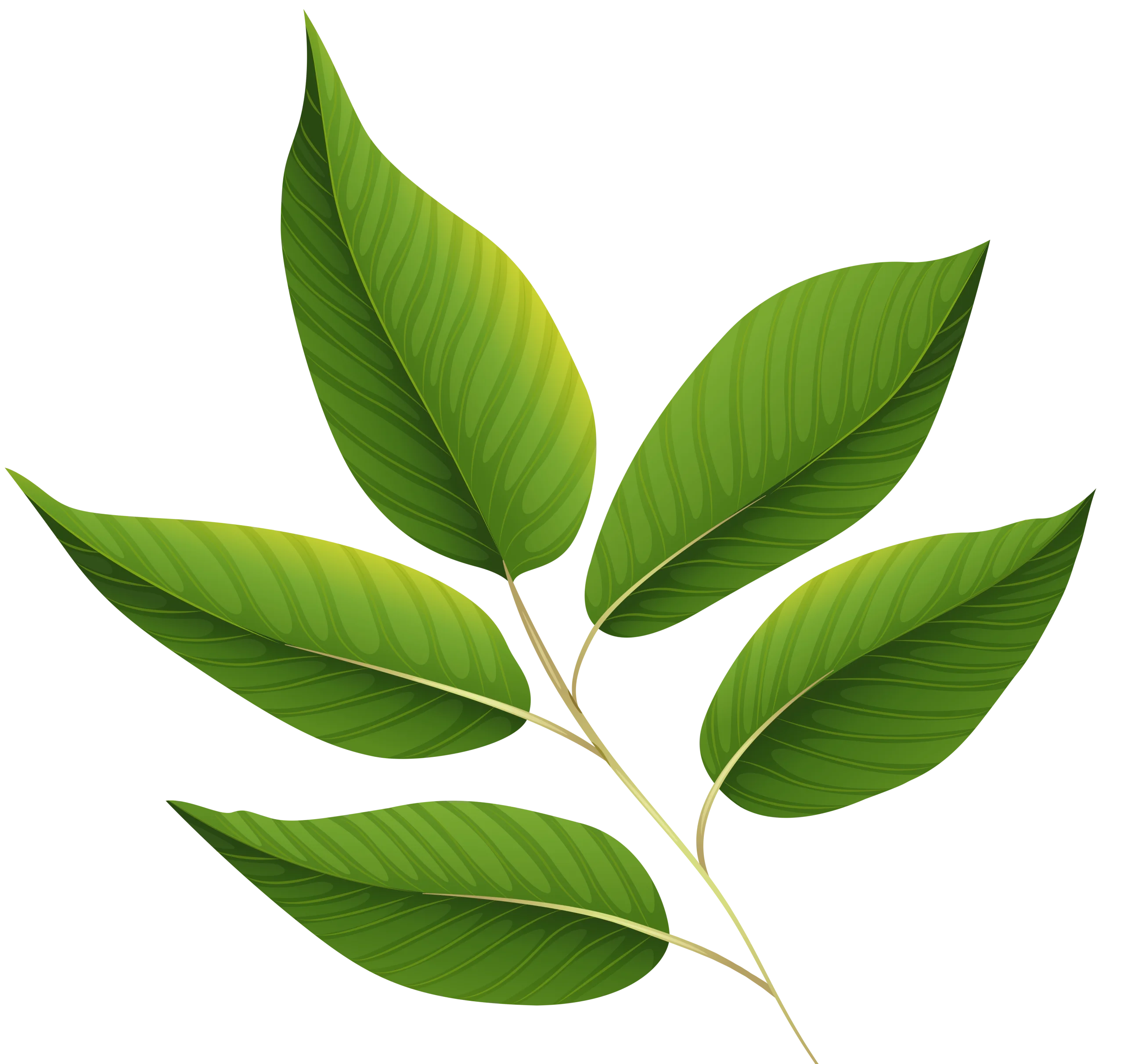 Fresh Green Botanical Leaves Animation Graphic Design Element