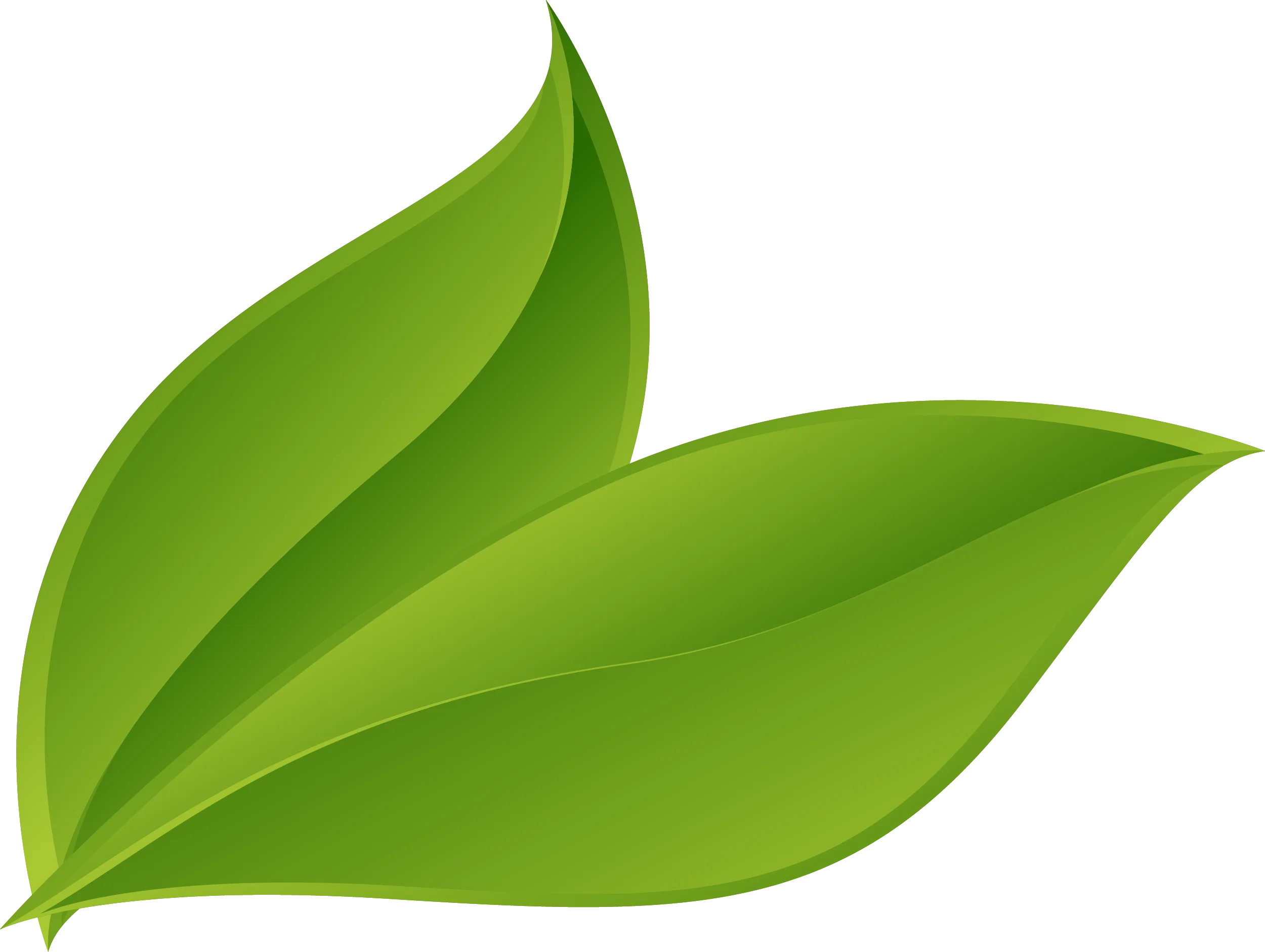 Fresh Green Leaf Animation: Stylized Natural Organic Clipart Design