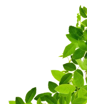 Fresh Green Leaves Animation Clipart Design with Natural Botanical Elements