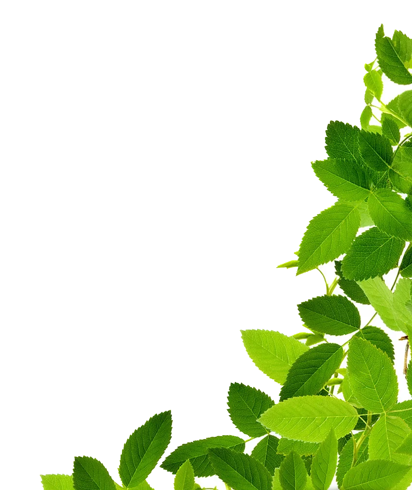 Fresh Green Leaves Animation Clipart Design with Natural Botanical Elements