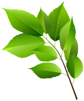 Fresh Green Leaves Animation Clipart with Detailed Botanical Illustration
